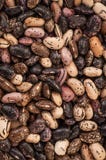 Fondo ascendente cercano de las habas de la mezcla, semillas de las habas de la mezcla Colección del germen Alimento sano foto de archivo Fondo ascendente cercano de las habas de la mezcla, semillas de las habas de la mezcla Colección del germen Alimento sano foto de archivo