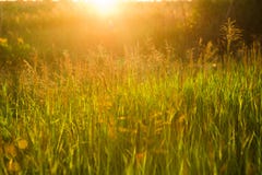 Fondo astratto della natura di estate o della primavera con erba in me Fotografia Stock Libera da Diritti Fondo astratto della natura di estate o della primavera con erba in me Fotografia Stock Libera da Diritti