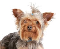 Fondo bianco dell'Yorkshire terrier, ritratto Fotografie Stock Fondo bianco dell'Yorkshire terrier, ritratto Fotografie Stock