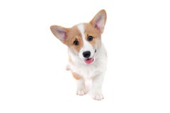 Fondo blanco permanente del perrito feliz del corgi Imágenes de archivo libres de regalías Fondo blanco permanente del perrito feliz del corgi Imágenes de archivo libres de regalías