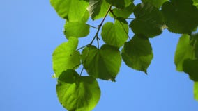 Fondo claro de cielo azul de la naturaleza con el primer follaje fresco de la primavera de árboles como marco natural Im?genes de almacen de video Fondo claro de cielo azul de la naturaleza con el primer follaje fresco de la primavera de árboles como marco natural Im?genes de almacen de video