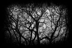 Fondo de Halloween con las ramas de árbol Imagen de archivo libre de regalías Fondo de Halloween con las ramas de árbol Imagen de archivo libre de regalías