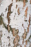 Fondo de la madera de abedul del árbol de la corteza Imagenes de archivo Fondo de la madera de abedul del árbol de la corteza Imagenes de archivo