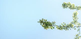 Fondo de la primavera de la bandera con el flor blanco y las hojas verdes del árbol foto de archivo libre de regalías Fondo de la primavera de la bandera con el flor blanco y las hojas verdes del árbol foto de archivo libre de regalías
