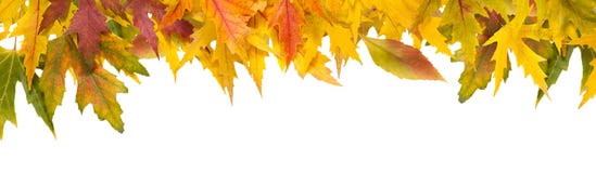Fondo de la temporada de otoño, hojas de arce amarillas Imagen de archivo libre de regalías Fondo de la temporada de otoño, hojas de arce amarillas Imagen de archivo libre de regalías