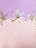 Fondo de las flores, floral hermoso imagen de archivo libre de regalías Fondo de las flores, floral hermoso imagen de archivo libre de regalías