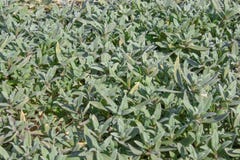 Fondo dell'erba verde e struttura naturale Struttura della molla di estate della stuoia dell'erba verde del fondo immagini stock libere da diritti Fondo dell'erba verde e struttura naturale Struttura della molla di estate della stuoia dell'erba verde del fondo immagini stock libere da diritti