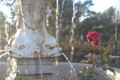 Fondo della fontana e di Rosa immagini stock libere da diritti Fondo della fontana e di Rosa immagini stock libere da diritti