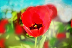 Fondo della molla della natura del giacimento di fiori dei tulipani fotografia stock libera da diritti Fondo della molla della natura del giacimento di fiori dei tulipani fotografia stock libera da diritti