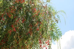 Fondo delle foglie e delle bacche rosse dell'albero sul fondo del cielo blu di estate fotografia stock libera da diritti Fondo delle foglie e delle bacche rosse dell'albero sul fondo del cielo blu di estate fotografia stock libera da diritti