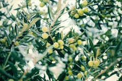 Fondo delle olive verdi sopra su un albero, primo piano con sfuocatura immagine stock libera da diritti Fondo delle olive verdi sopra su un albero, primo piano con sfuocatura immagine stock libera da diritti