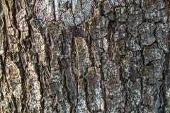 Fondo di struttura della corteccia di albero fotografia stock Fondo di struttura della corteccia di albero fotografia stock
