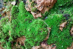Fondo di strutture del MOS MOS verde su fondo di pietra fotografia stock libera da diritti Fondo di strutture del MOS MOS verde su fondo di pietra fotografia stock libera da diritti