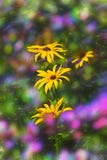 Fondo floral borroso, wildflowers amarillos, bokeh imagen de archivo libre de regalías Fondo floral borroso, wildflowers amarillos, bokeh imagen de archivo libre de regalías
