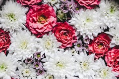 Fondo floral hermoso con la rosa y el crisantemo blanco foto de archivo libre de regalías Fondo floral hermoso con la rosa y el crisantemo blanco foto de archivo libre de regalías