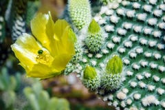 Fondo floreciente de la textura del cactus Microdasys de la Opuntia del cactus imágenes de archivo libres de regalías Fondo floreciente de la textura del cactus Microdasys de la Opuntia del cactus imágenes de archivo libres de regalías
