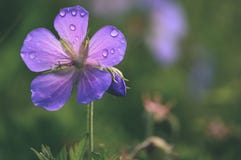 Fondo hermoso con las flores blandas - vintage de la falta de definición del defocus fotos de archivo Fondo hermoso con las flores blandas - vintage de la falta de definición del defocus fotos de archivo