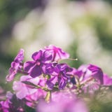 Fondo hermoso con las flores blandas - vintage de la falta de definición del defocus Fotos de archivo Fondo hermoso con las flores blandas - vintage de la falta de definición del defocus Fotos de archivo