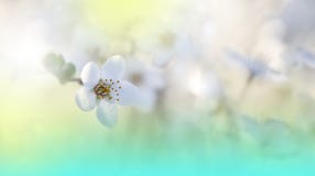Fondo hermoso de la naturaleza de la primavera Cherry Blossom Papel pintado natural verde Arte floral Verano, sol, luz Planta, ec imágenes de archivo libres de regalías Fondo hermoso de la naturaleza de la primavera Cherry Blossom Papel pintado natural verde Arte floral Verano, sol, luz Planta, ec imágenes de archivo libres de regalías