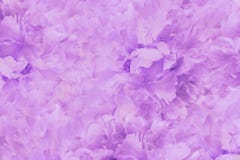 Fondo hermoso rosa claro floral Papeles pintados de la peonía rosado-blanca de las flores Composición de la flor Primer Fotografía de archivo Fondo hermoso rosa claro floral Papeles pintados de la peonía rosado-blanca de las flores Composición de la flor Primer Fotografía de archivo