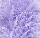 Fondo hermoso violeta-blanco floral Composición de la flor Ramo de flores de rosas purpúreas claras Primer foto de archivo libre de regalías Fondo hermoso violeta-blanco floral Composición de la flor Ramo de flores de rosas purpúreas claras Primer foto de archivo libre de regalías