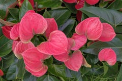 Fondo tropicale dei flowes rossi dell'anturio Parecchi fiori del colpo della spezia dell'anturio immagine stock Fondo tropicale dei flowes rossi dell'anturio Parecchi fiori del colpo della spezia dell'anturio immagine stock