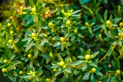 Fondo verde de las hojas de una planta El concepto de natural imagen de archivo libre de regalías Fondo verde de las hojas de una planta El concepto de natural imagen de archivo libre de regalías