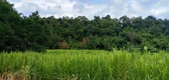 Fondo verde del cielo e naturale fotografia stock libera da diritti Fondo verde del cielo e naturale fotografia stock libera da diritti