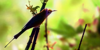 Fondo y pájaro de la naturaleza Fotografía de archivo