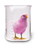 Food Pink Chicken Science Testing