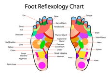 Foot Reflexology Chart Female