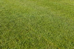 Football Pelouse de la coupe du monde 2018 Coupez avec précision l'herbe photo stock Football Pelouse de la coupe du monde 2018 Coupez avec précision l'herbe photo stock