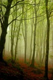 Forest Stock Photo Forest Stock Photo