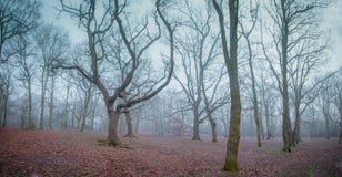 Forest At Dawn Stock Photo Forest At Dawn Stock Photo