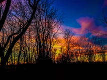 The forest royalty free stock photography The forest royalty free stock photography