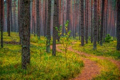 Forest background of tree trunks and path Royalty Free Stock Photo Forest background of tree trunks and path Royalty Free Stock Photo