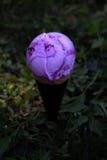 A forest berries ice cream is place in grass