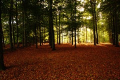 Forest in bright autumn colors stock images Forest in bright autumn colors stock images