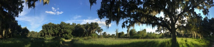 Forest in Central Florida royalty free stock image Forest in Central Florida royalty free stock image
