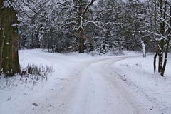 Forest Crossroads Winter. Stock Image