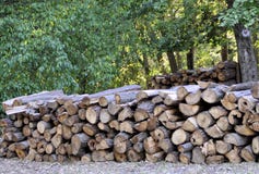 Forest destroyed by human development, trees felled and stored for the industry Royalty Free Stock Images Forest destroyed by human development, trees felled and stored for the industry Royalty Free Stock Images