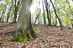 Forest during early spring with ray of light. Forest during early spring. Trees on the hill in the background. One tree in the front with moss and old leaves royalty free stock photo Forest during early spring with ray of light. Forest during early spring. Trees on the hill in the background. One tree in the front with moss and old leaves royalty free stock photo