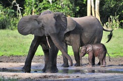 Forest Elephant africain, cyclotis d'africana de Loxodonta, (éléphant de logement de forêt) de bassin du Congo Chez le Dzanga sal photos stock Forest Elephant africain, cyclotis d'africana de Loxodonta, (éléphant de logement de forêt) de bassin du Congo Chez le Dzanga sal photos stock