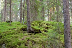 Forest in Finland at summer stock photo Forest in Finland at summer stock photo