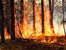 Forest Fire. Royalty Free Stock Image Forest Fire. Royalty Free Stock Image