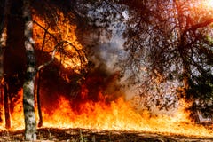 Forest Fire Appropri per prevedere gli incendi violenti o la bruciatura prescritta immagini stock Forest Fire Appropri per prevedere gli incendi violenti o la bruciatura prescritta immagini stock