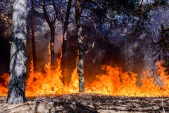 Forest Fire Gebrannte Bäume nach verheerendem Feuer, Verschmutzung und vielem Rauche Lizenzfreie Stockfotos Forest Fire Gebrannte Bäume nach verheerendem Feuer, Verschmutzung und vielem Rauche Lizenzfreie Stockfotos