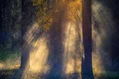 Forest with fog at sunrise light stock photos Forest with fog at sunrise light stock photos