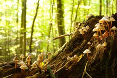 Forest Fungi Stock Images Forest Fungi Stock Images
