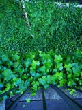 Forest of green leaves up and down royalty free stock photo Forest of green leaves up and down royalty free stock photo